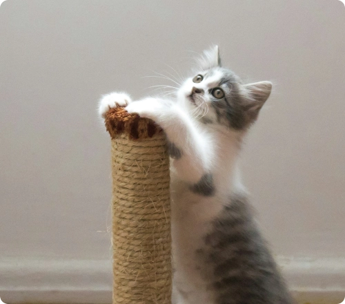 Image of a cat with a scratching poll, indicating the Pet Supplies that can be sent with Sherpa